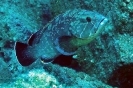 Groupers and Seabasses